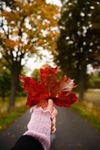 Cropped hand of person holding maple leaf