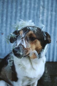 Close-up portrait of dog