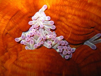 Close-up high angle view of fabric