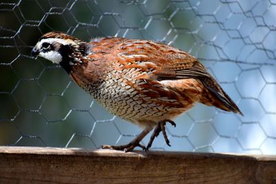 Close-up of bird perching