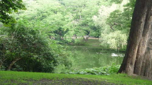 Scenic view of lake in forest
