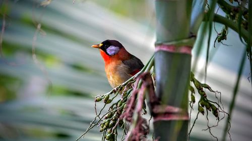 Close-up of bird perching on plant