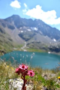 Pink flowering plants by lake against sky