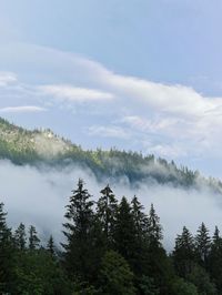 Scenic view of forest against sky and mountains 