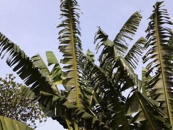 Low angle view of banana leaves against clear sky