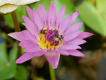 Close-up of insect pollinating flower