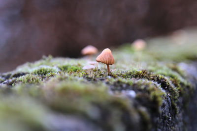 Close-up of mushroom growing on land