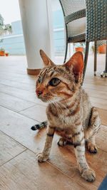 Close-up of a cat looking away