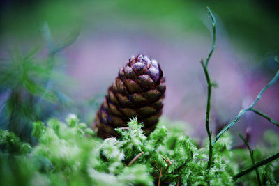 Close-up of pine cone on plant