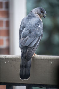 Close-up of bird perching on railing