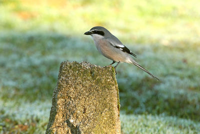 Close-up of bird perching on wood