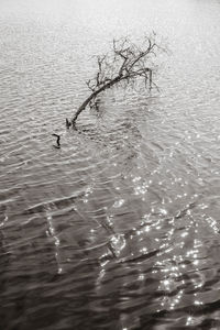 Birds swimming in lake