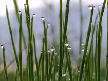 Close-up of wet grass during rainy season