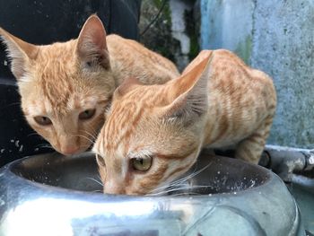 Close-up of a relaxed cat drinking water