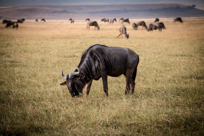 Horses grazing in a field