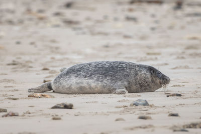 Close-up of a sleeping on the beach