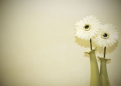 Close-up of flowers in vases against wall