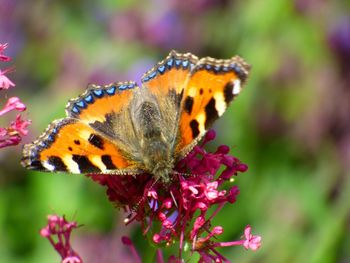 Close-up of butterfly pollinating on flower