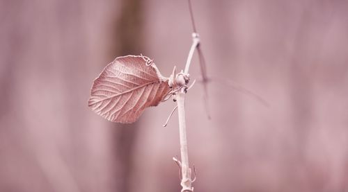 Close-up of butterfly