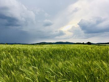 Scenic view of agricultural field against sky