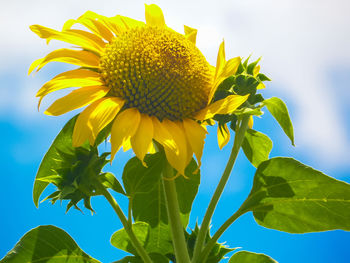 Close-up of sunflower against sky