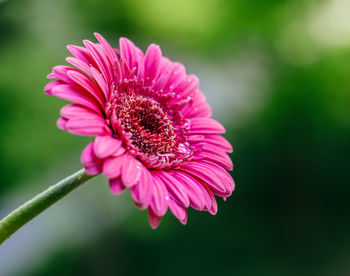 Close-up of pink flower