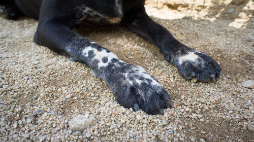 Low section of dog on ground