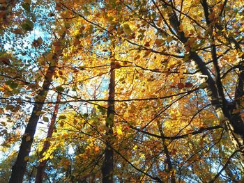 Low angle view of tree against sky