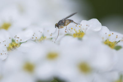 Close-up of insect on flowers