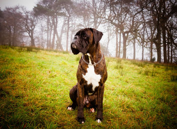 Dog sitting on field