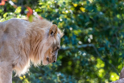 Profile view of lion in zoo