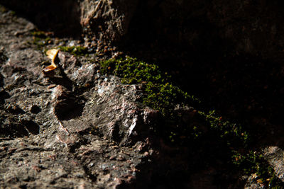 Close-up of lichen on tree trunk