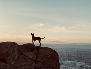 Dog standing on rock by sea against sky during sunset