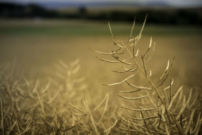 Close-up of plant growing on field