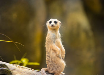 Close-up of meerkat in zoo
