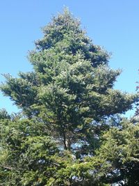 Low angle view of tree against clear blue sky
