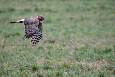 Bird flying over a field