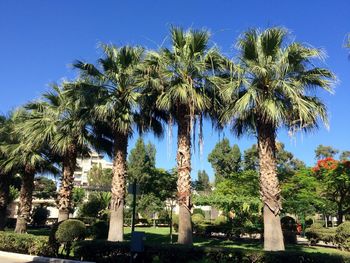 Palm trees in park