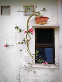 Potted plant on window of house
