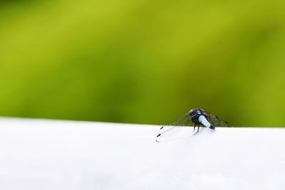 Close-up of fly on leaf