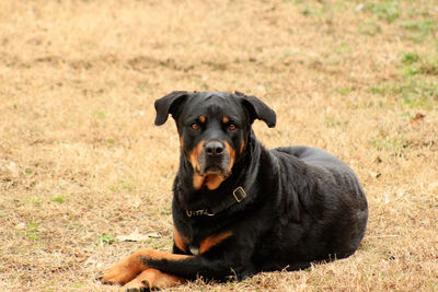 Portrait of black dog sitting on grass