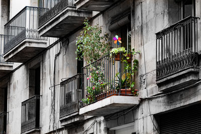 Potted plants in balcony