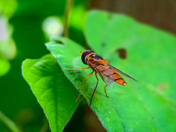 Close-up of insect on leaf