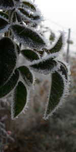 Close-up of cactus plant