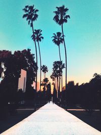 Palm trees along road