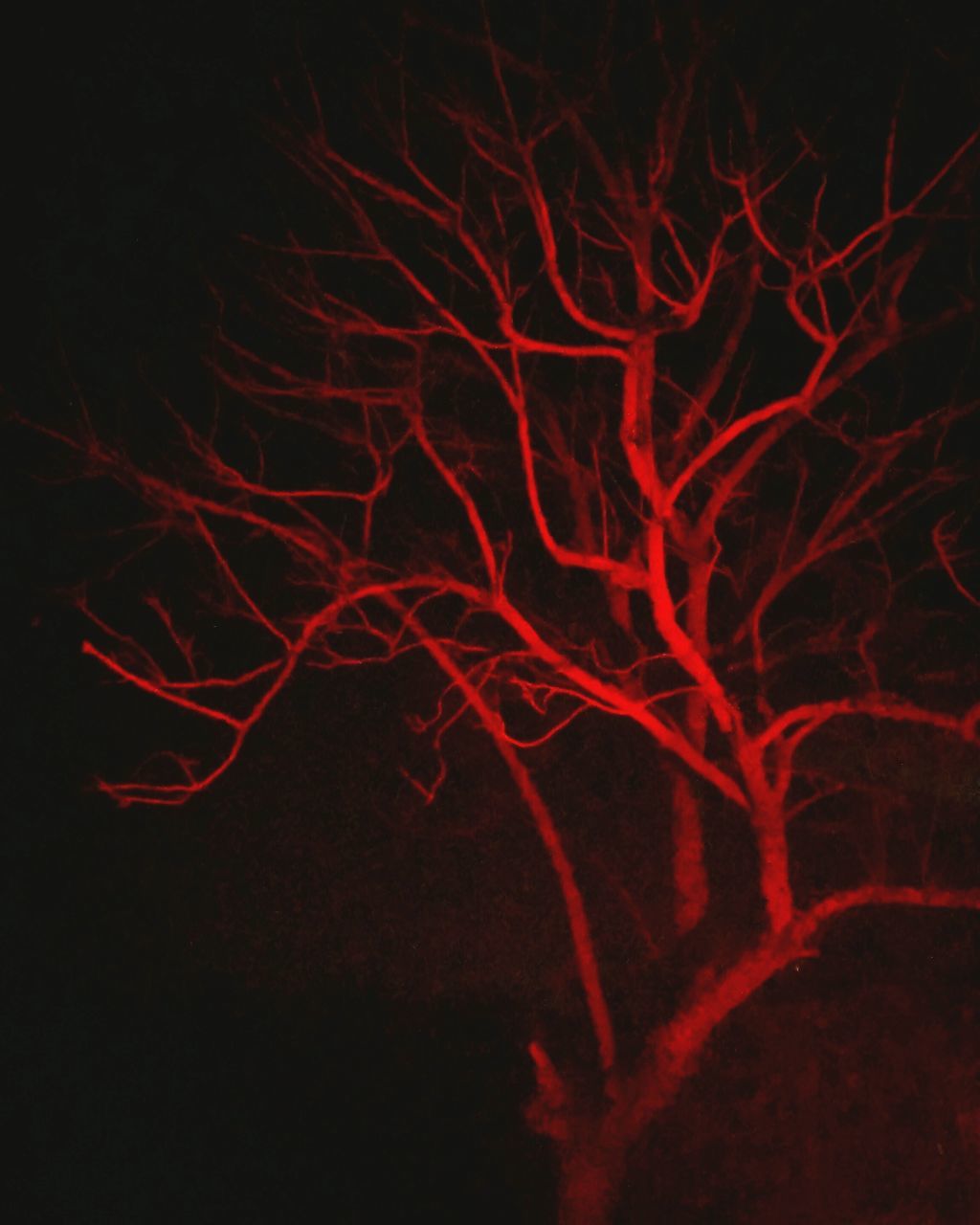 night, illuminated, glowing, dark, long exposure, black background, burning, motion, low angle view, red, light - natural phenomenon, no people, fire - natural phenomenon, outdoors, orange color, studio shot, abstract, copy space, bare tree, nature