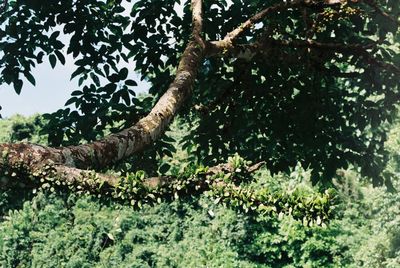 Low angle view of tree in forest