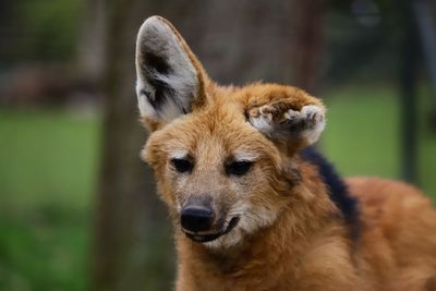 Close-up of a dog looking away