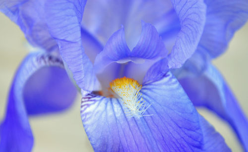 Close-up of purple flower