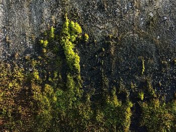 Close-up of lichen on moss